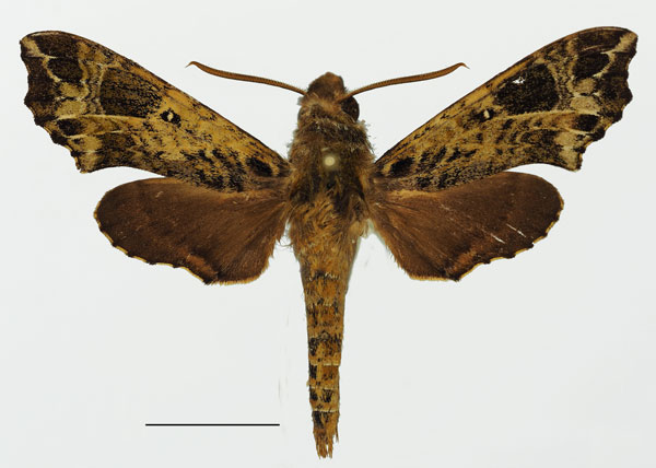 /filer/webapps/moths/media/images/T/trapezoidea_Temnora_AM_Basquin_02a.jpg