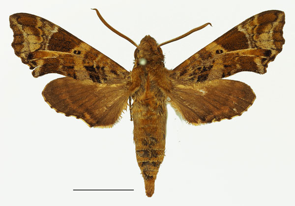 /filer/webapps/moths/media/images/T/trapezoidea_Temnora_AM_Basquin_03a.jpg