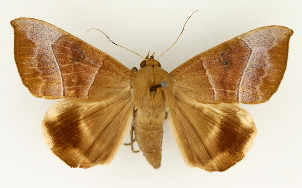 /filer/webapps/moths/media/images/T/trapezoides_Achaea_AF_TMSA_01.jpg