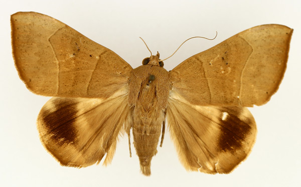 /filer/webapps/moths/media/images/T/trapezoides_Achaea_AF_TMSA_02.jpg
