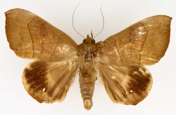 /filer/webapps/moths/media/images/T/trapezoides_Achaea_AM_TMSA_01.jpg