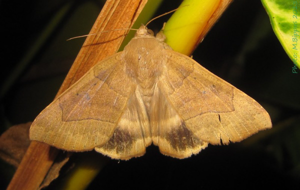 /filer/webapps/moths/media/images/T/trapezoides_Achaea_A_Bippus.jpg