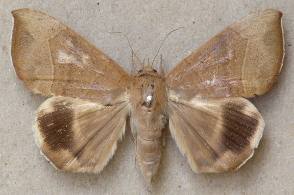 /filer/webapps/moths/media/images/T/trapezoides_Achaea_A_Butler.jpg