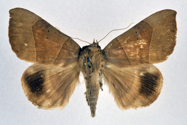 /filer/webapps/moths/media/images/T/trapezoides_Achaea_A_NHMO_01.jpg