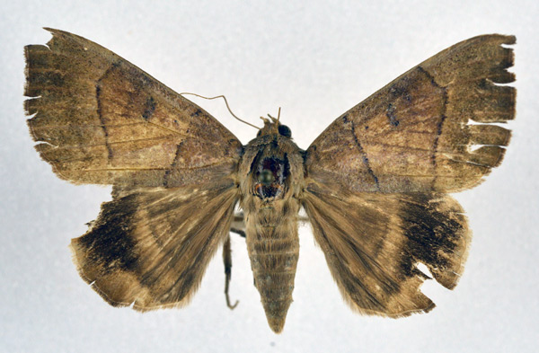 /filer/webapps/moths/media/images/T/trapezoides_Achaea_A_NHMO_02.jpg