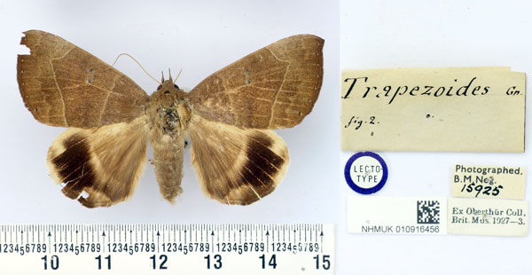 /filer/webapps/moths/media/images/T/trapezoides_Achaea_LT_BMNH.jpg