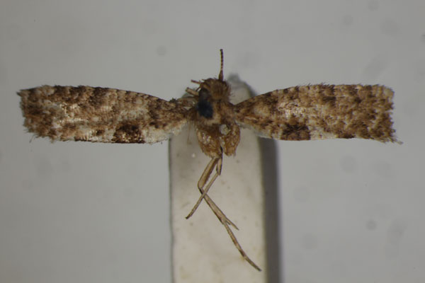 /filer/webapps/moths/media/images/T/trapezopa_Acrolepia_HT_BMNH.jpg