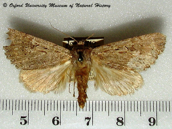/filer/webapps/moths/media/images/T/trefoliata_Chelecala_A_OUMNH_01.jpg