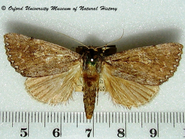 /filer/webapps/moths/media/images/T/trefoliata_Chelecala_A_OUMNH_02.jpg