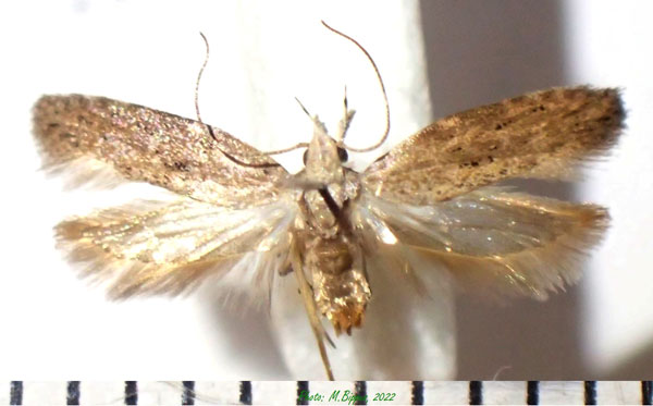 /filer/webapps/moths/media/images/T/tremata_Anarsia_AF_Bippus.jpg