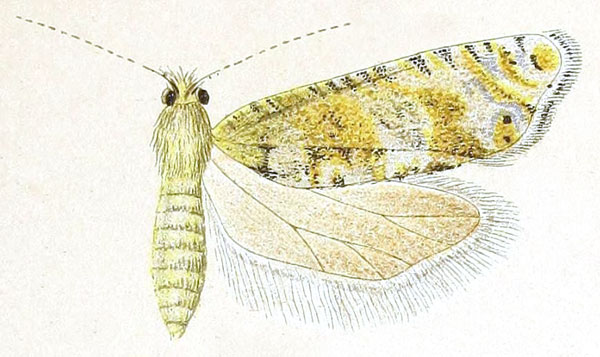 /filer/webapps/moths/media/images/T/tremula_Eucosma_HT_Meyrick_3-1.jpg