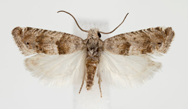 /filer/webapps/moths/media/images/T/tremula_Ricifalca_AM_ZMHB.jpg