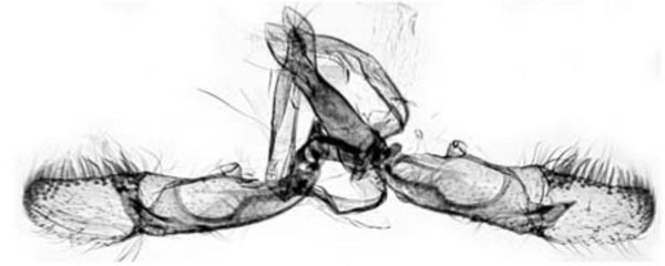 /filer/webapps/moths/media/images/T/tremula_Ricifalca_GM_Trematerra.jpg