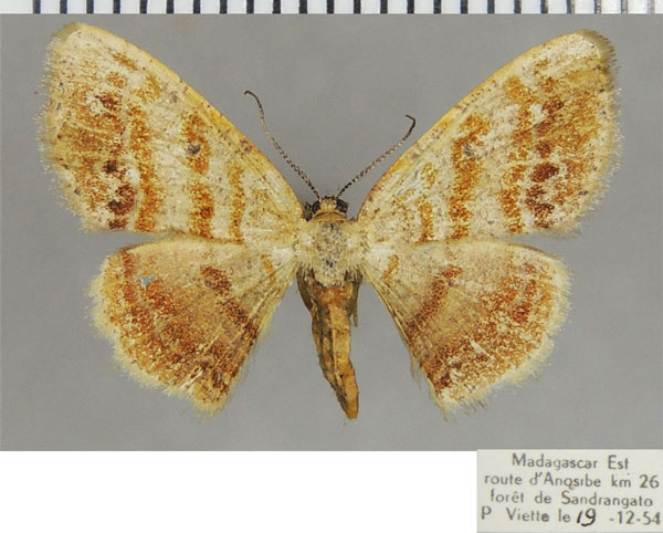 /filer/webapps/moths/media/images/T/treptostiches_Xenostega_AF_ZSM.jpg
