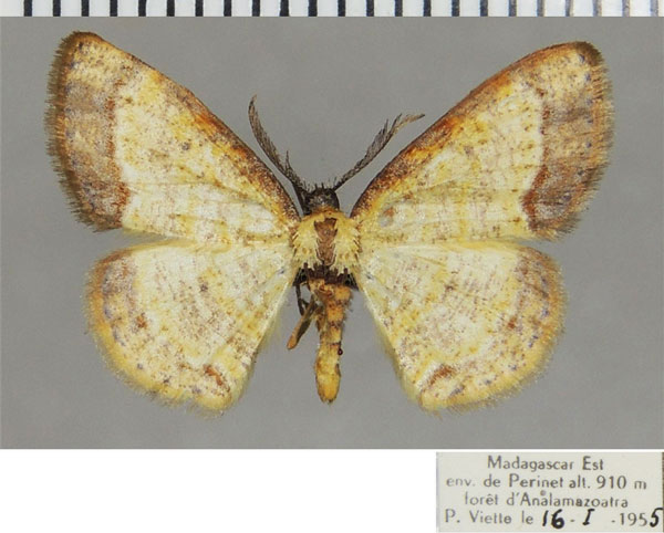 /filer/webapps/moths/media/images/T/treptostiches_Xenostega_AM_ZSM.jpg