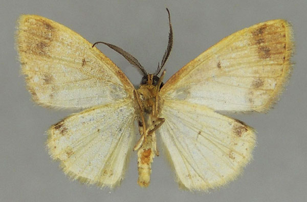/filer/webapps/moths/media/images/T/treptostiches_Xenostega_AM_ZSMb.jpg