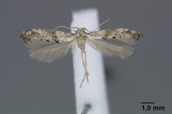 /filer/webapps/moths/media/images/T/triacuta_Epermenia_HT_ZMHB.jpg