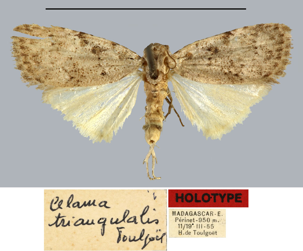 /filer/webapps/moths/media/images/T/triangulalis_Celama_HT_MNHN.jpg