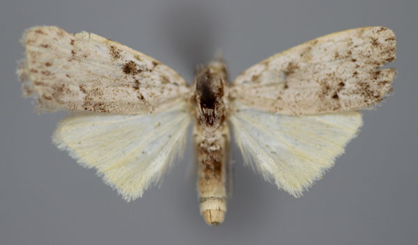 /filer/webapps/moths/media/images/T/triangulalis_Nola_A_BMNH.jpg