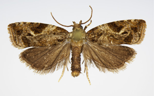 /filer/webapps/moths/media/images/T/triangulana_Syntozyga_AM_KSund_01.jpg