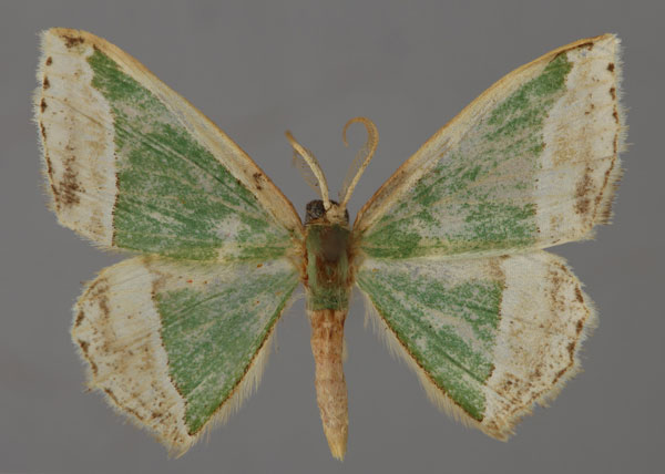 /filer/webapps/moths/media/images/T/triangularia_Archichlora_A_ZSM_01.jpg