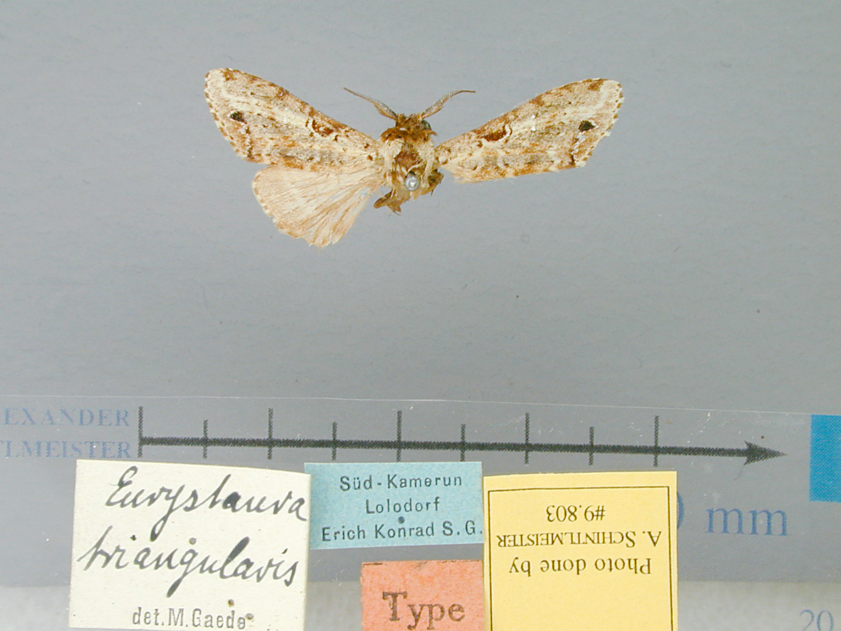 /filer/webapps/moths/media/images/T/triangularis-Eurystauridia-9803HTKamero.jpg