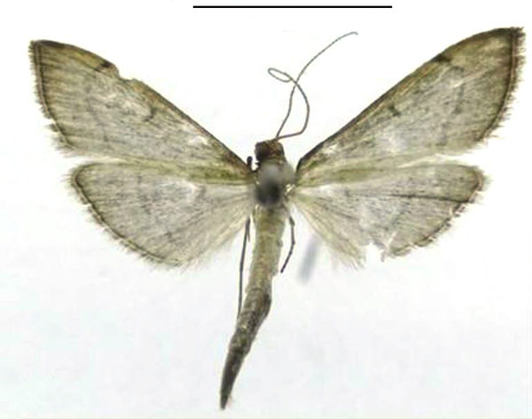 /filer/webapps/moths/media/images/T/triangularis_Bradina_HT_ZSMa.jpg