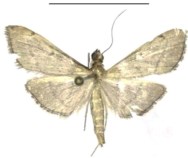 /filer/webapps/moths/media/images/T/triangularis_Bradina_PTF_Seizmaira.jpg