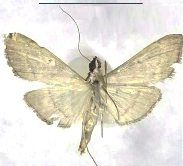 /filer/webapps/moths/media/images/T/triangularis_Bradina_PTF_Seizmairb.jpg