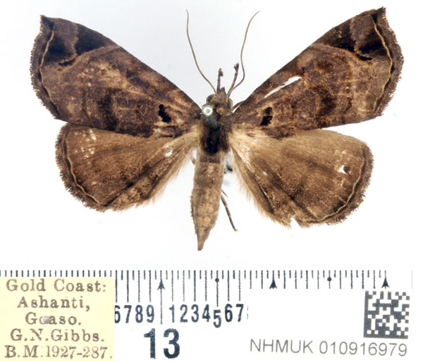 /filer/webapps/moths/media/images/T/triangularis_Caryonopera_AF_BMNH.jpg