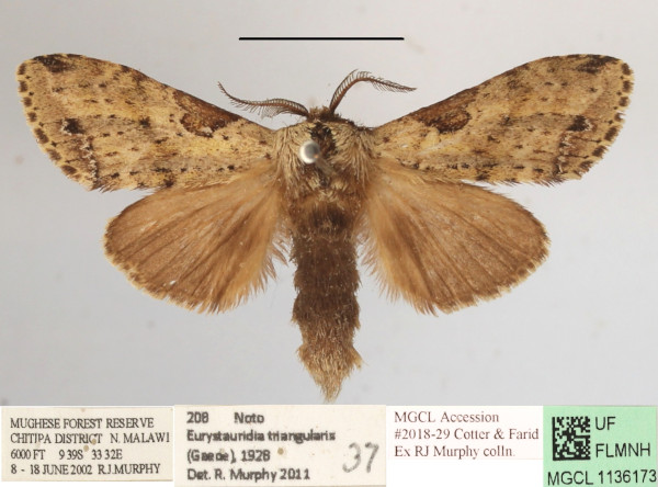 /filer/webapps/moths/media/images/T/triangularis_Eurystauridia_A_MGCLa_01.JPG