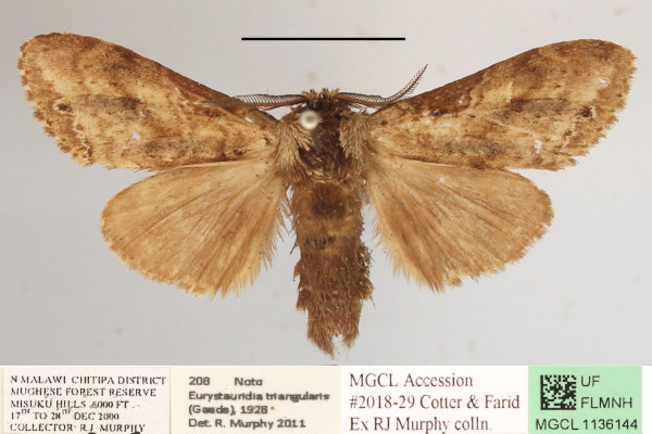 /filer/webapps/moths/media/images/T/triangularis_Eurystauridia_A_MGCLa_03.JPG