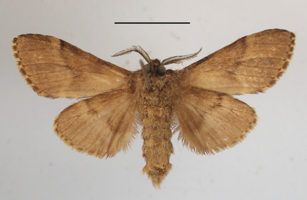 /filer/webapps/moths/media/images/T/triangularis_Eurystauridia_A_MGCLb_01.JPG