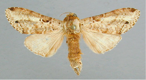 /filer/webapps/moths/media/images/T/triangularis_Eurystauridia_A_RMCA_02.jpg
