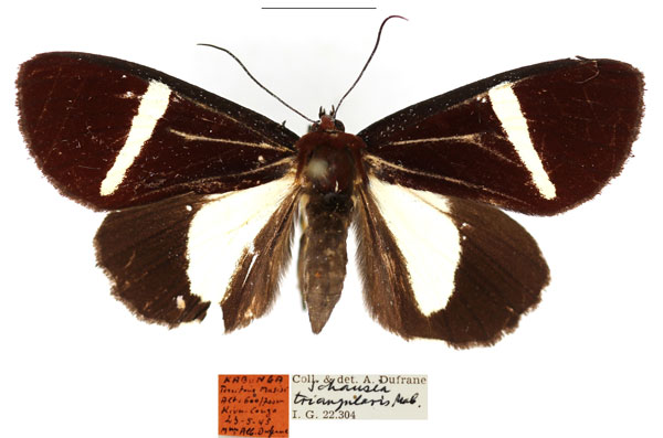 /filer/webapps/moths/media/images/T/triangularis_Omphaloceps_AF_RBINS.jpg