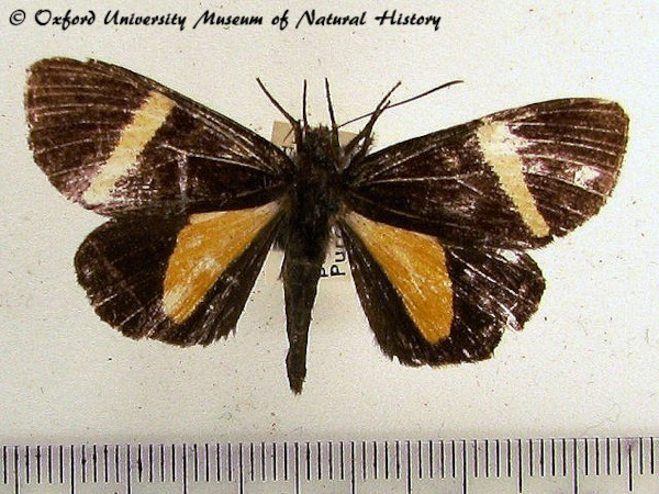/filer/webapps/moths/media/images/T/triangularis_Omphaloceps_A_OUMNH.jpg