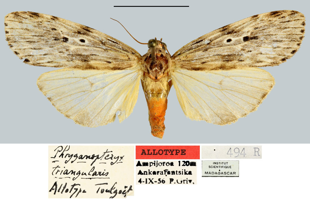 /filer/webapps/moths/media/images/T/triangularis_Phryganopteryx_AT_MNHN.jpg