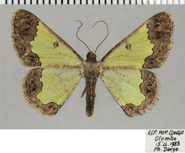 /filer/webapps/moths/media/images/T/triangularis_Zamarada_AF_ZSM.jpg