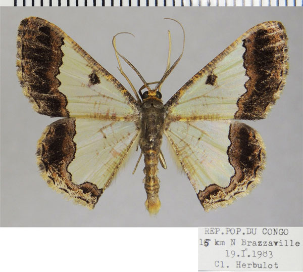 /filer/webapps/moths/media/images/T/triangularis_Zamarada_AM_ZSMa.jpg