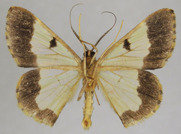 /filer/webapps/moths/media/images/T/triangularis_Zamarada_AM_ZSMb.jpg