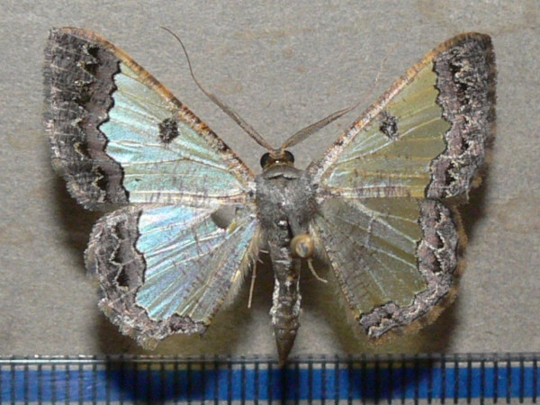 /filer/webapps/moths/media/images/T/triangularis_Zamarada_A_Goff.jpg