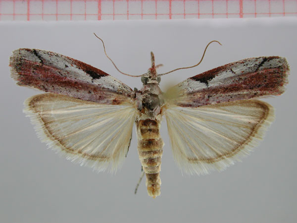 /filer/webapps/moths/media/images/T/triangulata_Faveria_PT_ZMHB.jpg