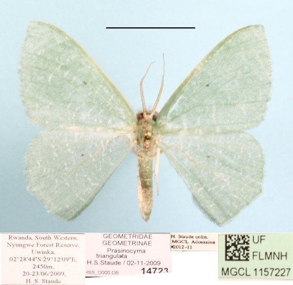 /filer/webapps/moths/media/images/T/triangulata_Prasinocyma_A_MGCLa_01.JPG