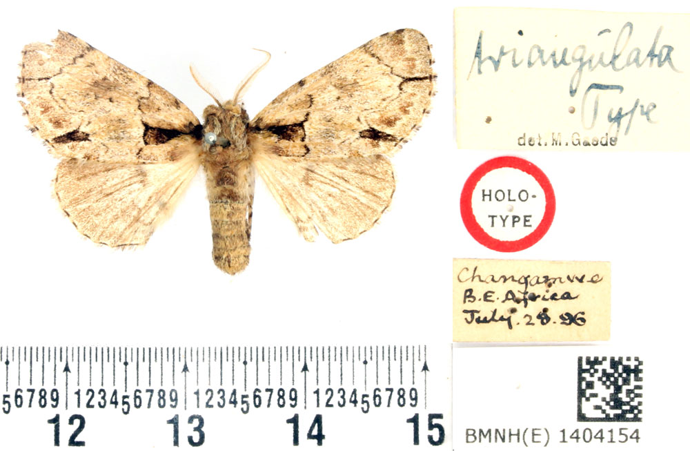 /filer/webapps/moths/media/images/T/triangulata_Pteronycta_HT_BMNH.jpg
