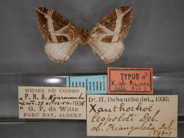 /filer/webapps/moths/media/images/T/triangulata_Xanthorhoe_HT_RMCA_01.jpg