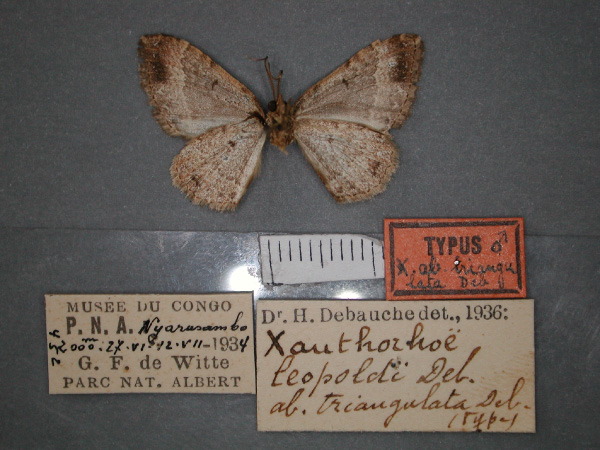 /filer/webapps/moths/media/images/T/triangulata_Xanthorhoe_HT_RMCA_02.jpg