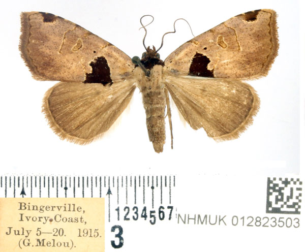 /filer/webapps/moths/media/images/T/triangulifera_Marcipalina_AF_BMNH.jpg