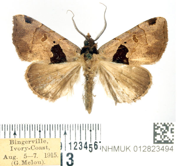 /filer/webapps/moths/media/images/T/triangulifera_Marcipalina_AM_BMNH.jpg