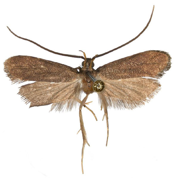 /filer/webapps/moths/media/images/T/triasgonia_Lecithocera_HT_NHMO.jpg