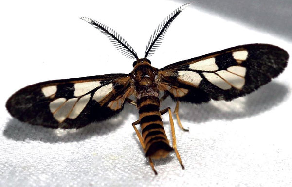 /filer/webapps/moths/media/images/T/trichaetiformis_Deprinsa_AM_Grimm.jpg
